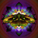 Moth Equilibrium - Fine Art Paper Print