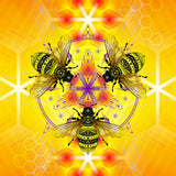 Bee-luminate - Fine Art Paper Print